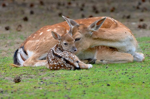 Jak Volby Ovlivňují Budoucnost České Republiky?